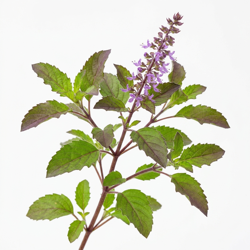 Tulsi